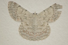 Oospila albipunctulata - Weiße Greifmotte